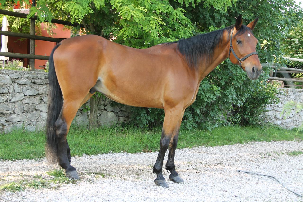 Allegra Fattoria Malchina Exteriér fotografie